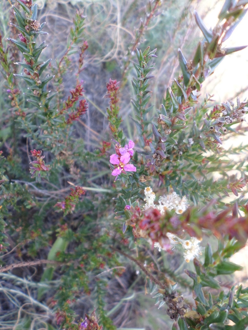 Ammannia schinzii photo 7