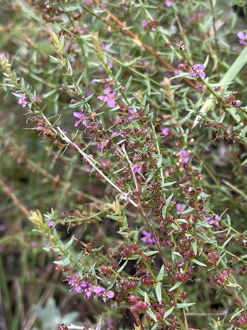 Ammannia schinzii photo 8