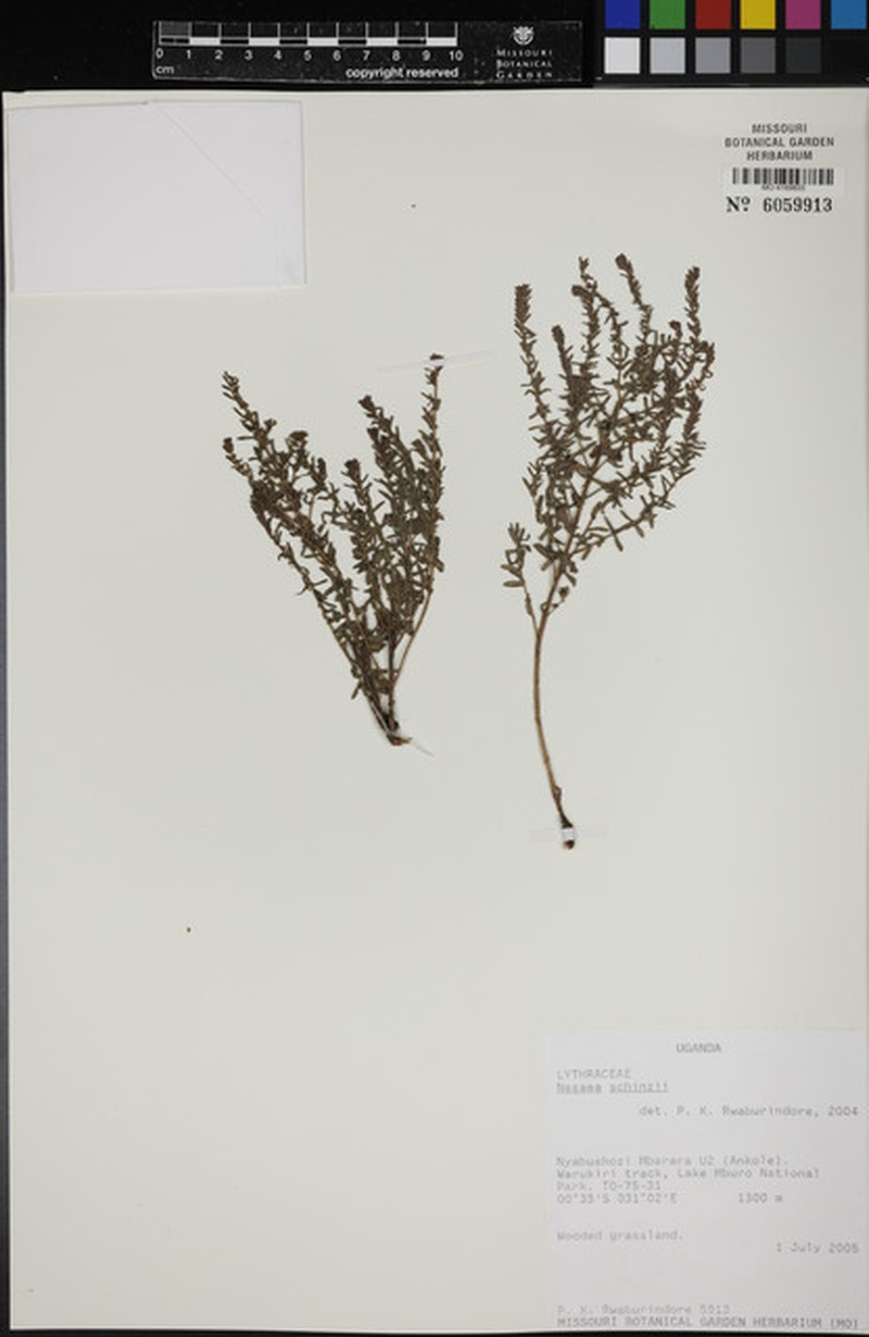 Ammannia schinzii subsp. schinzii