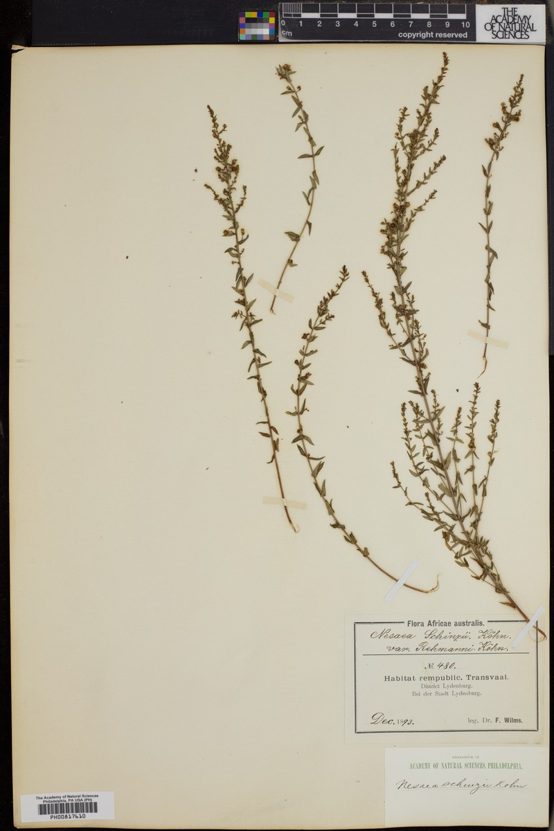 Ammannia schinzii subsp. schinzii photo 2