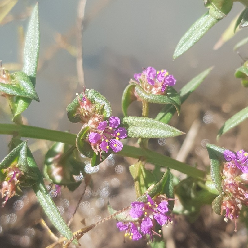 Ammannia senegalensis photo 2