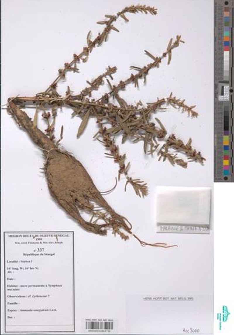 Ammannia senegalensis photo 4