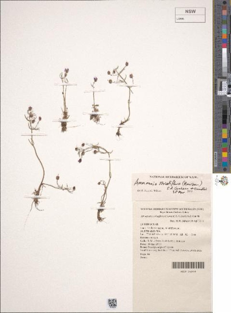 Ammannia striatiflora