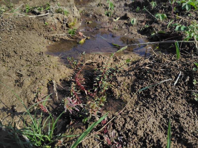 Ammannia wormskioldii