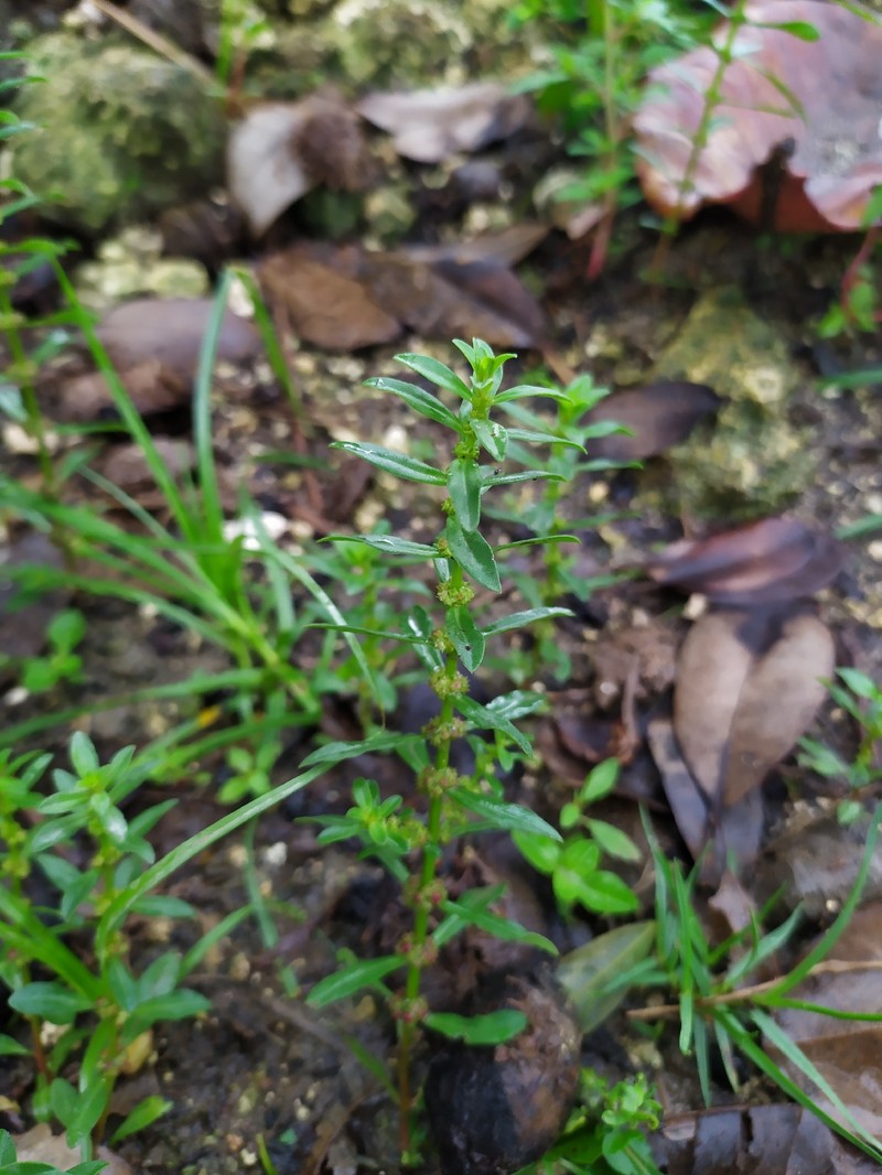 Ammannia wormskioldii photo 2