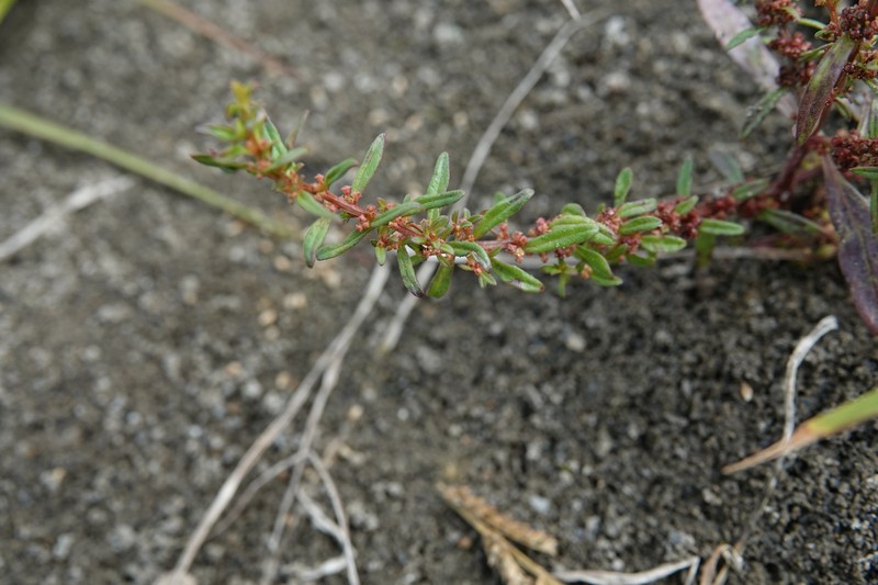Ammannia wormskioldii photo 3