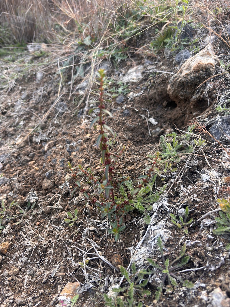 Ammannia wormskioldii photo 4