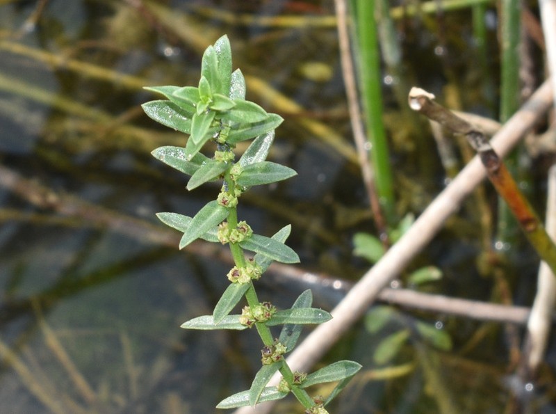 Ammannia wormskioldii photo 5