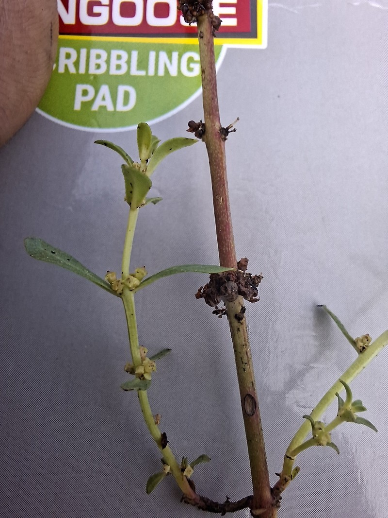 Ammannia wormskioldii photo 6