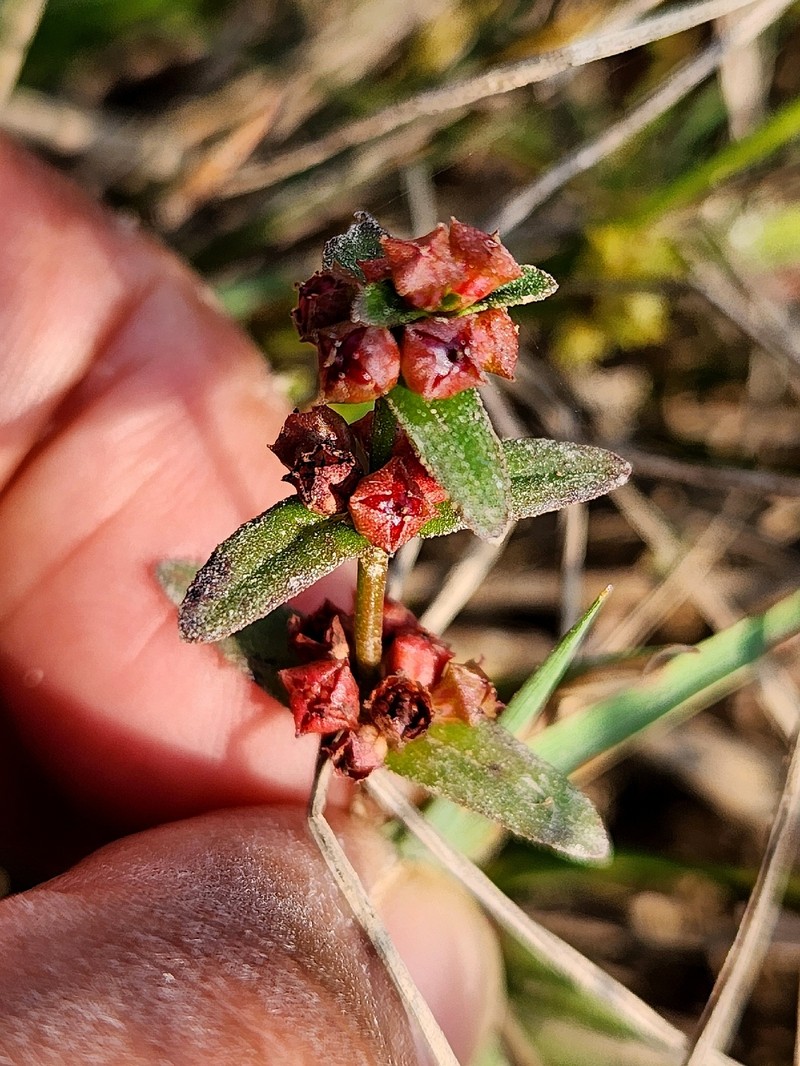 Ammannia wormskioldii photo 8