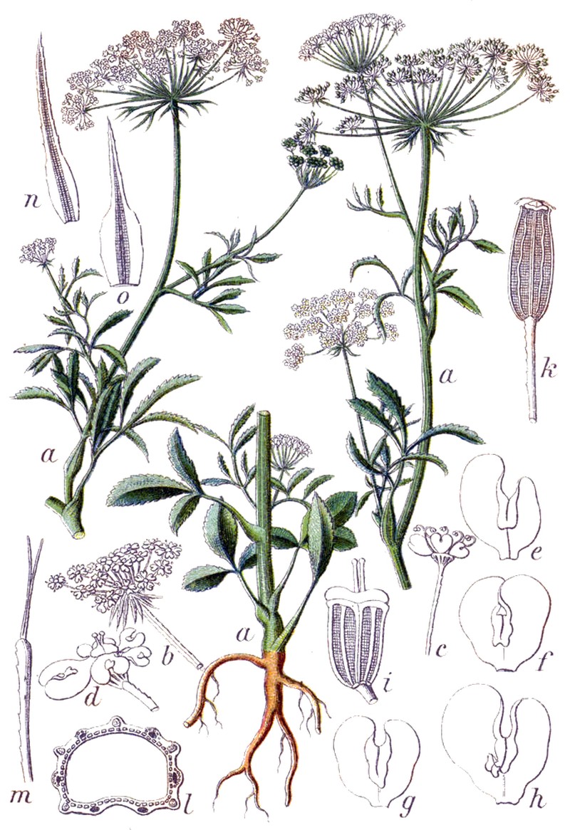 Large Bullwort