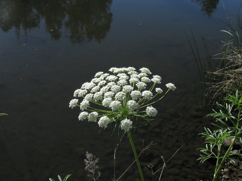 Large Bullwort photo 2