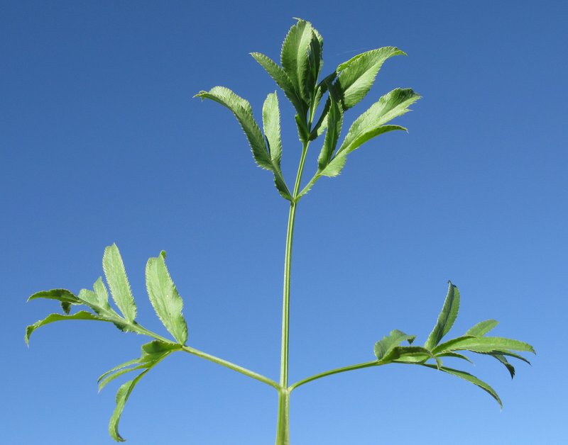 Large Bullwort photo 3