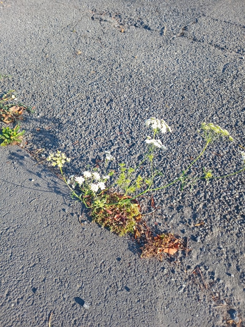 Large Bullwort photo 4
