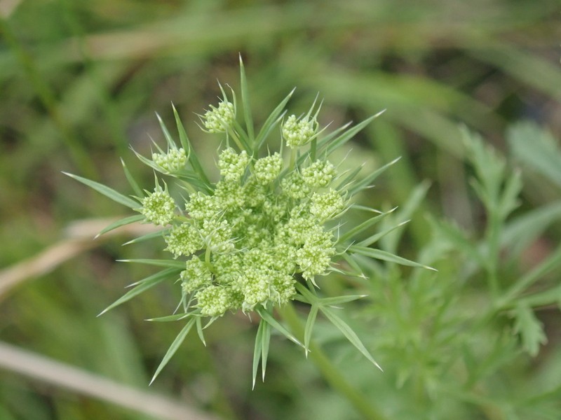Large Bullwort photo 5