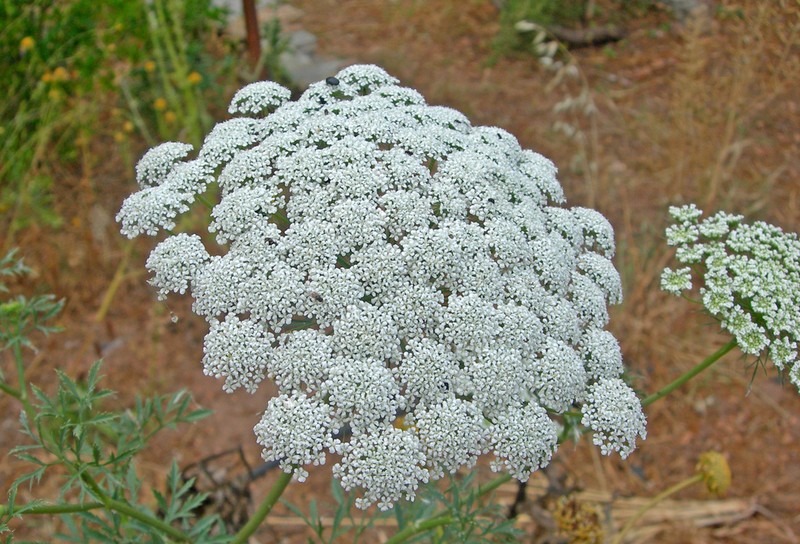Large Bullwort photo 6