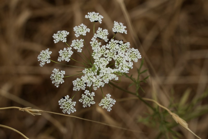 Large Bullwort photo 7