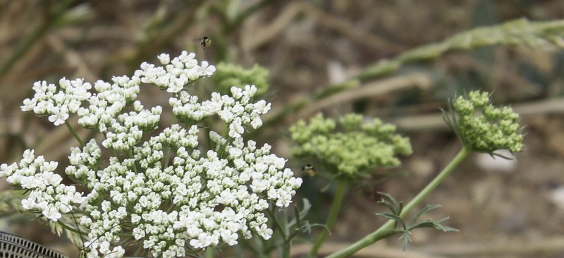 Large Bullwort photo 8