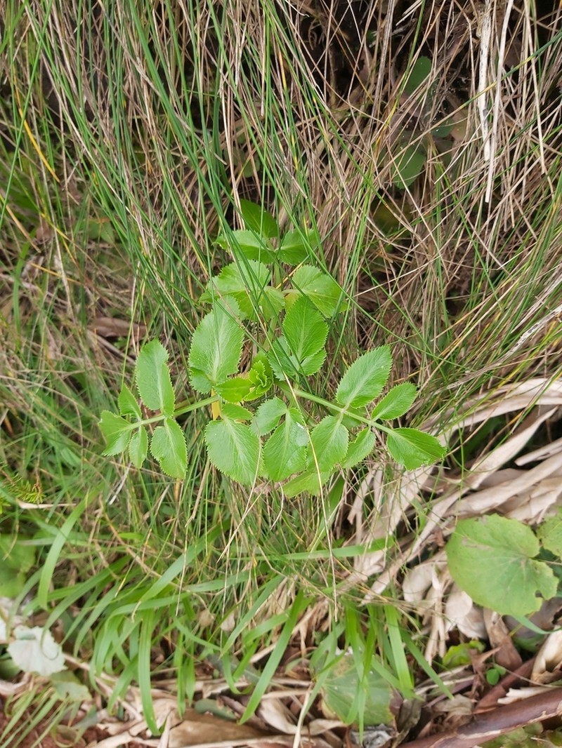 Ammi seubertianum