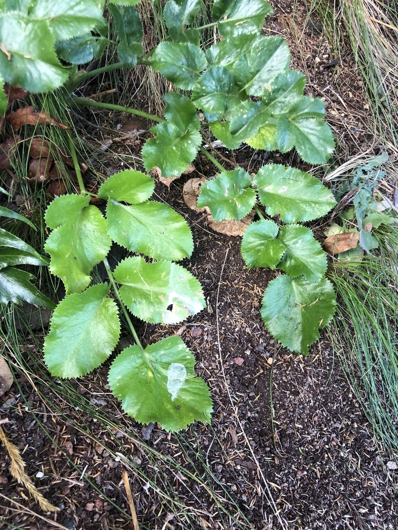 Ammi seubertianum photo 2
