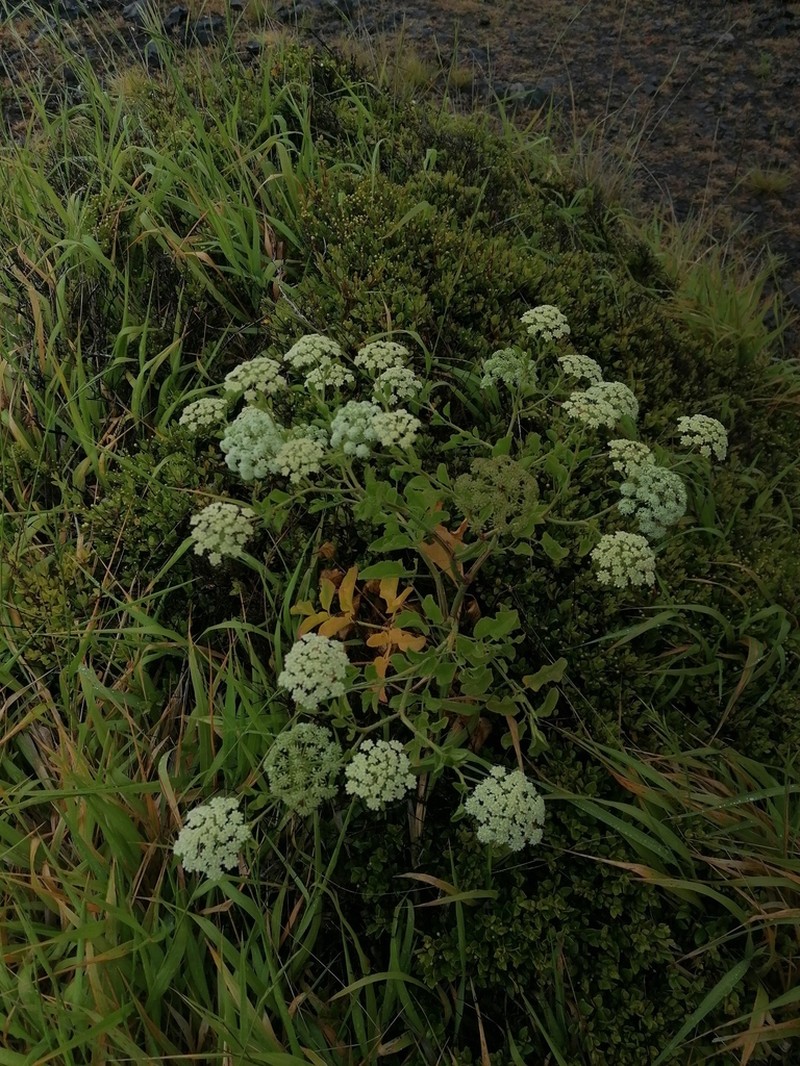 Ammi seubertianum photo 3