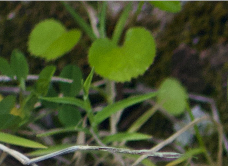 Ammi seubertianum photo 4