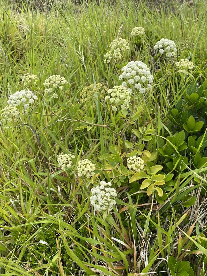 Ammi seubertianum photo 5