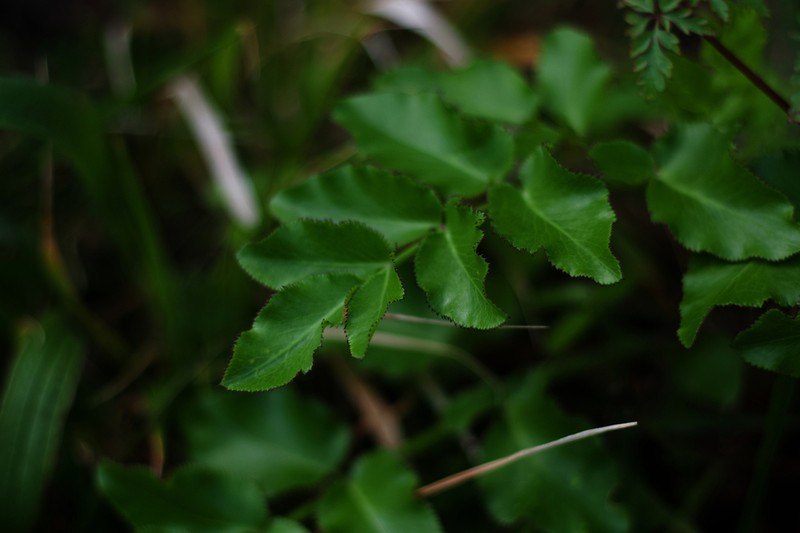 Ammi seubertianum photo 6