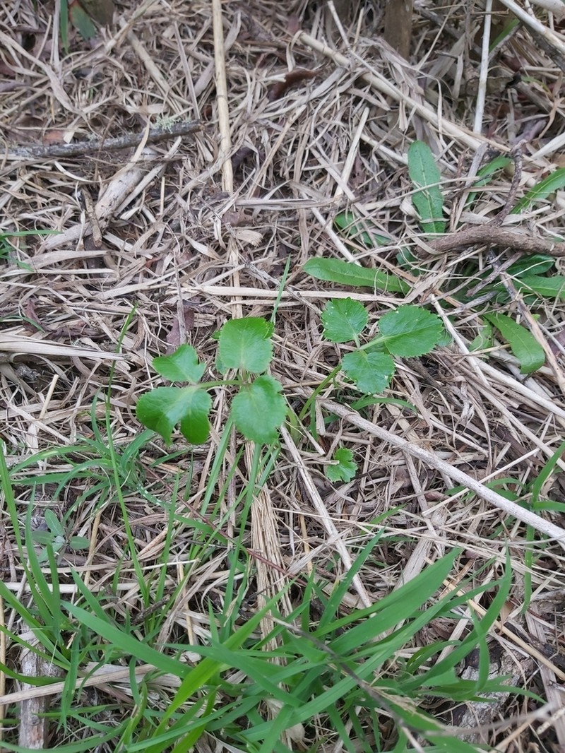 Ammi seubertianum photo 8