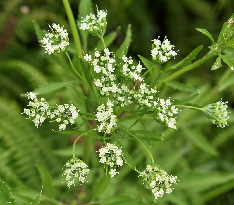 Ammi trifoliatum