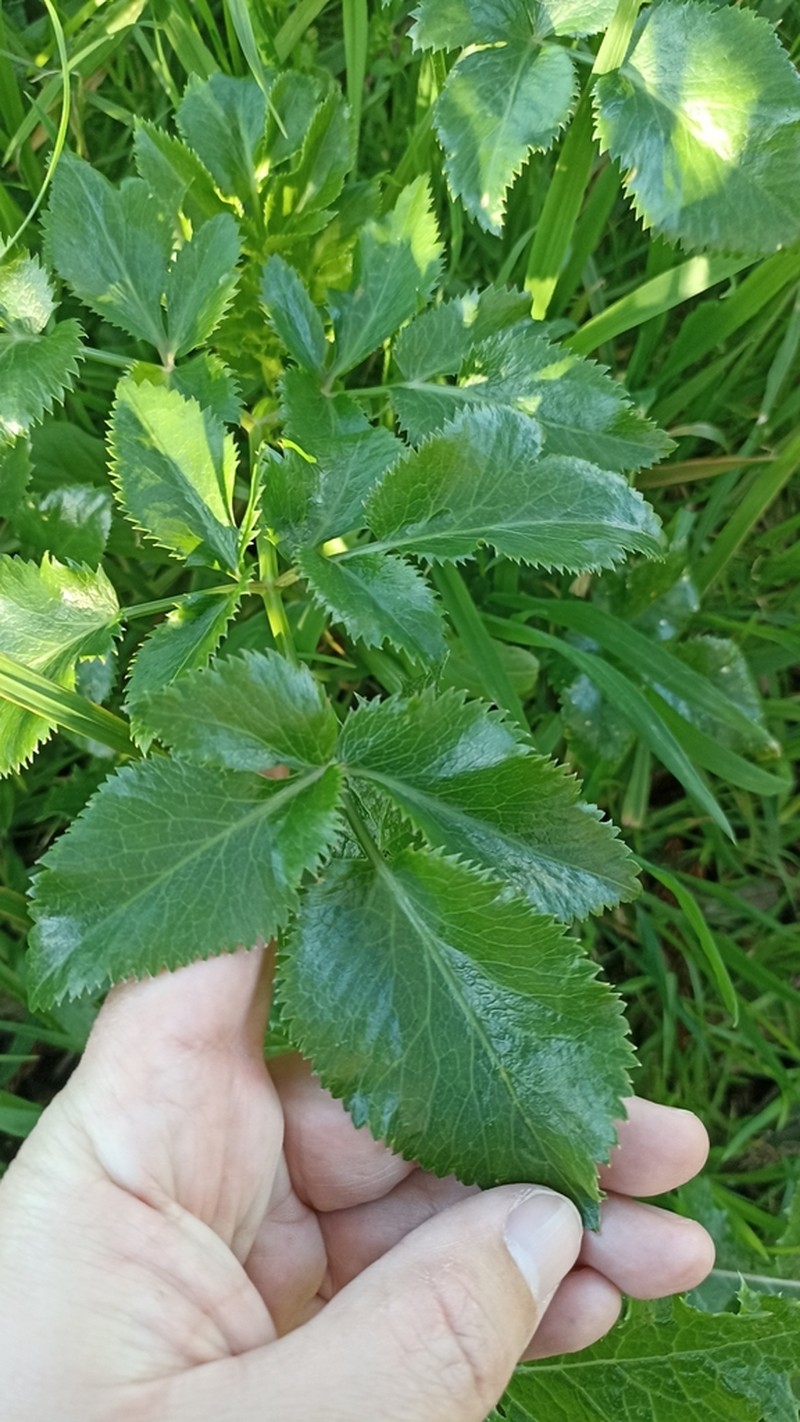 Ammi trifoliatum photo 2