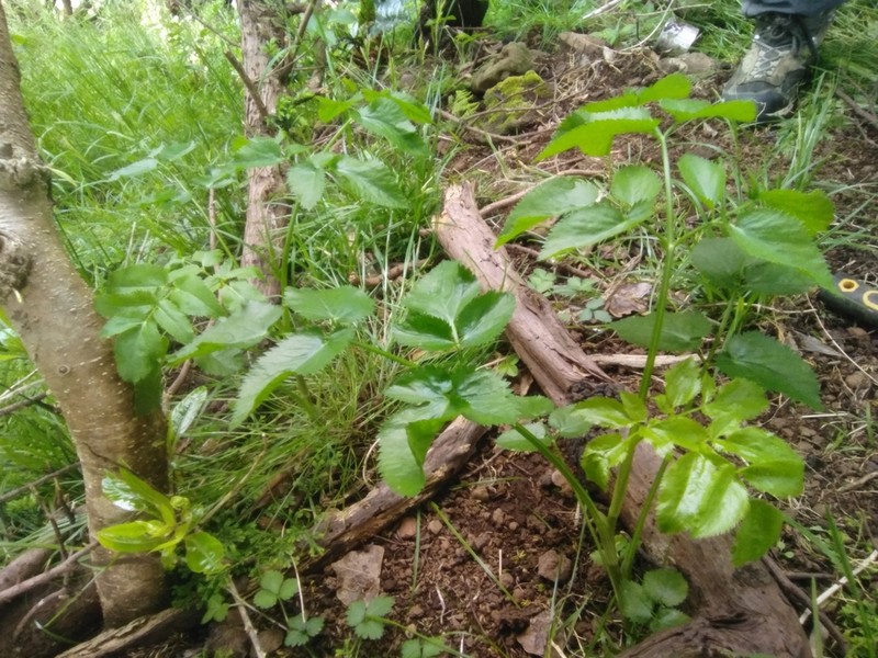 Ammi trifoliatum photo 3