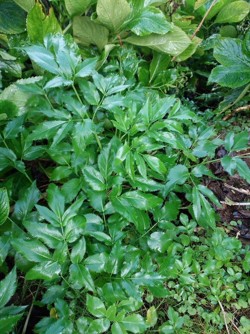 Ammi trifoliatum photo 4