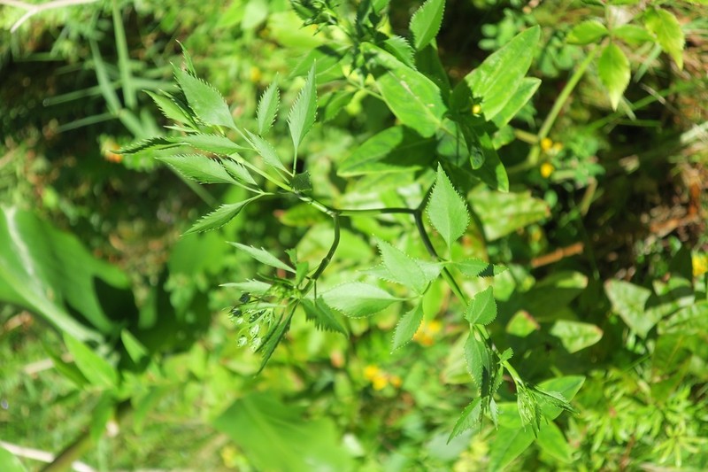 Ammi trifoliatum photo 5