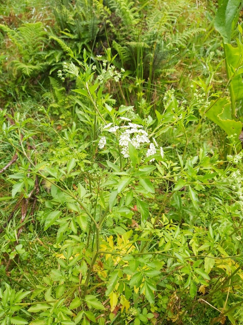 Ammi trifoliatum photo 6