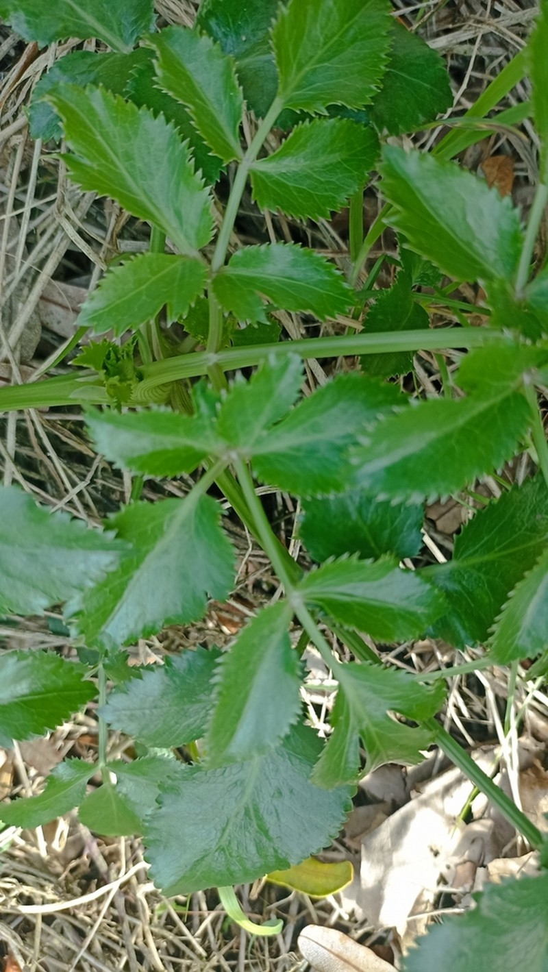 Ammi trifoliatum photo 7
