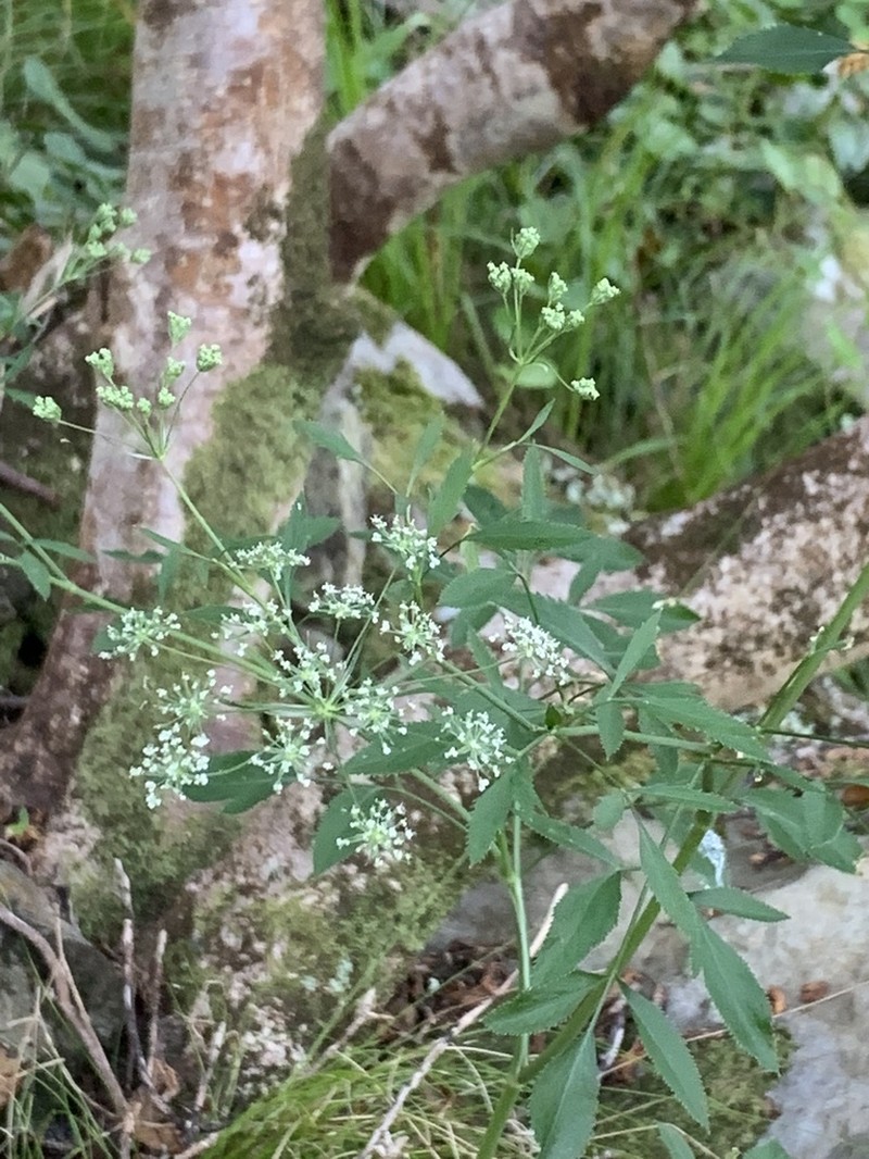 Ammi trifoliatum photo 8