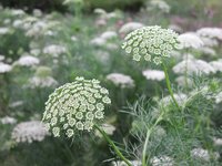 Toothpickweed