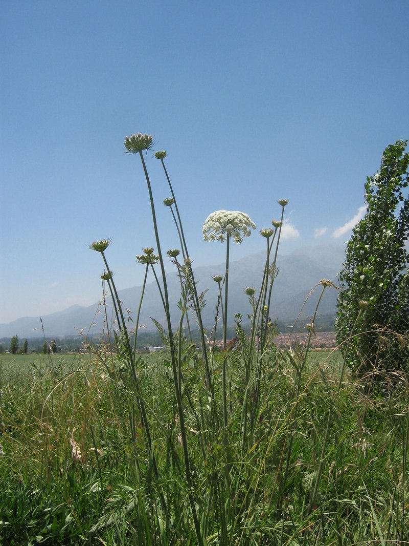 Toothpickweed photo 2