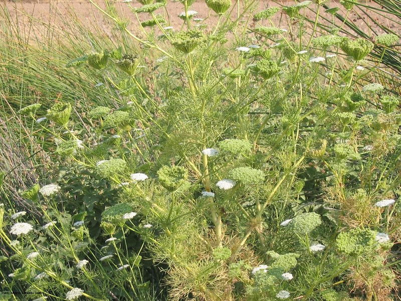 Toothpickweed photo 3