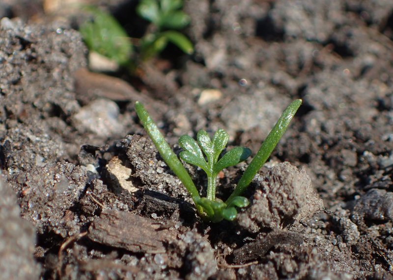 Toothpickweed photo 4