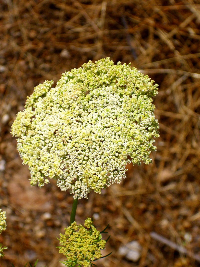 Toothpickweed photo 5