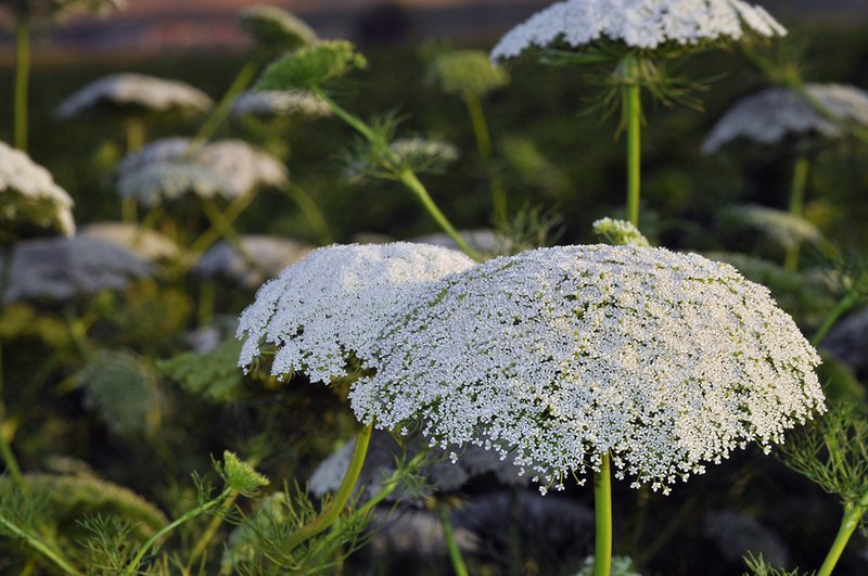 Toothpickweed photo 6