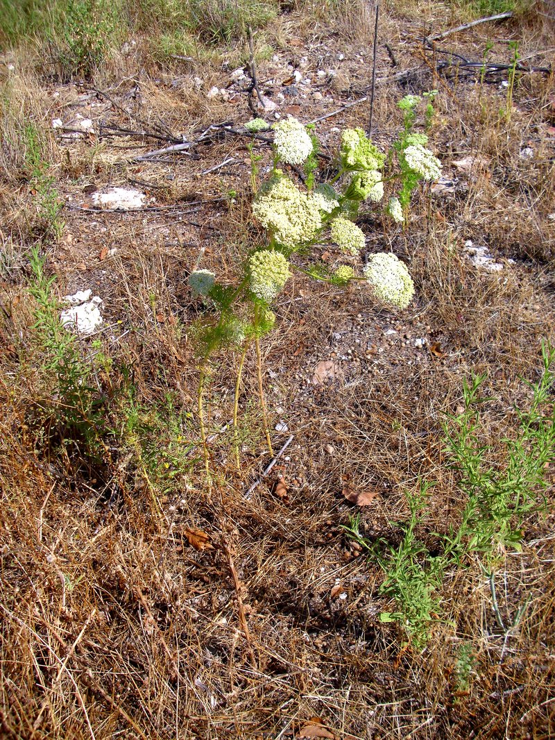 Toothpickweed photo 7