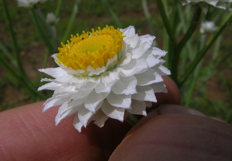 Ammobium alatum