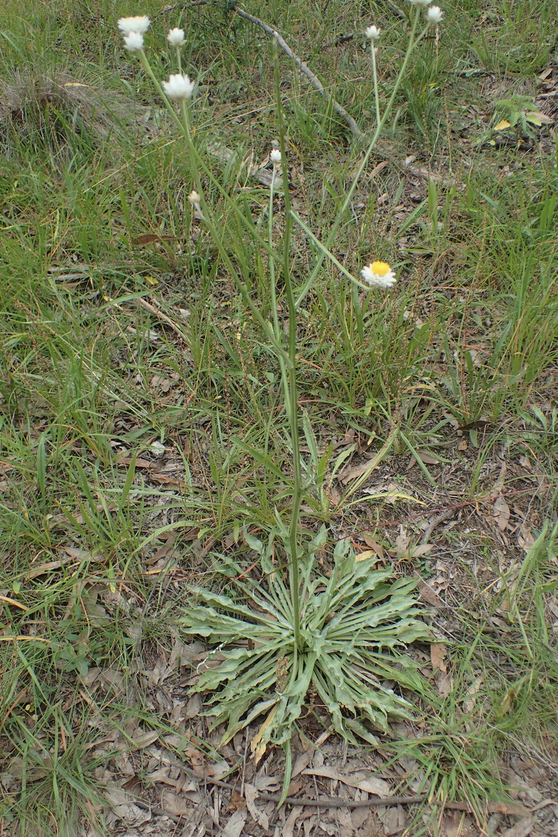Ammobium alatum photo 2