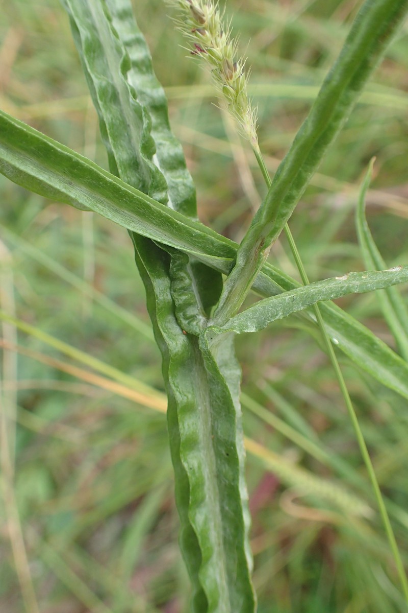 Ammobium alatum photo 3