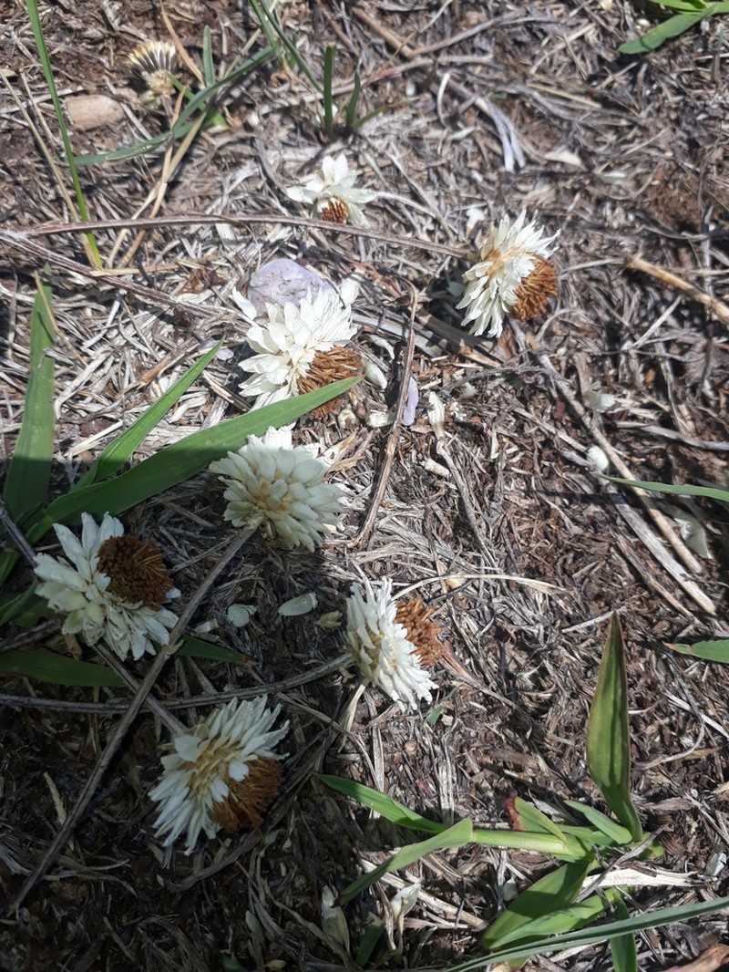 Ammobium alatum photo 4