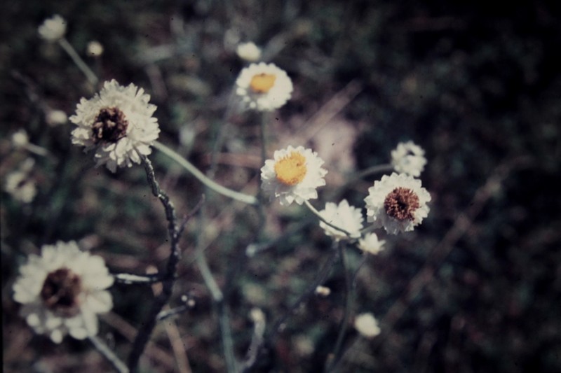 Ammobium alatum photo 5