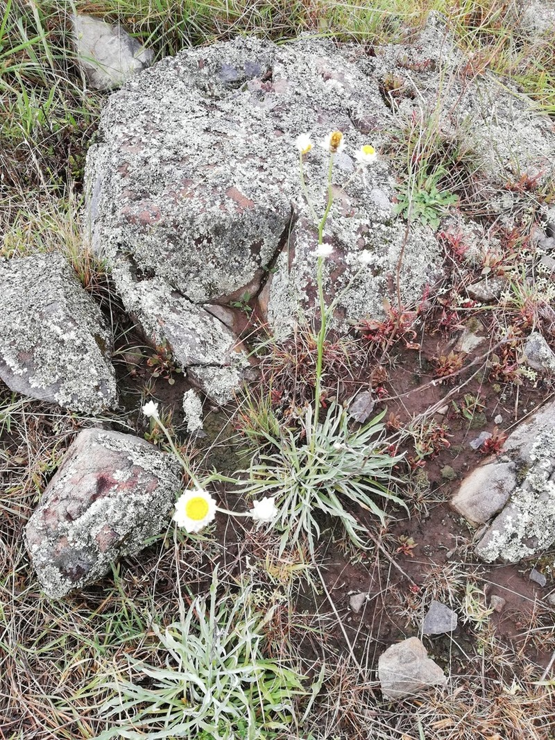 Ammobium alatum photo 6